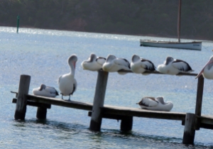 Pelicans at Merimbula